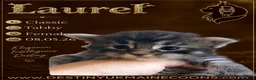 Maine Coon cats for sale: Full Pedigree Maine Coon Kittens - Advert 2