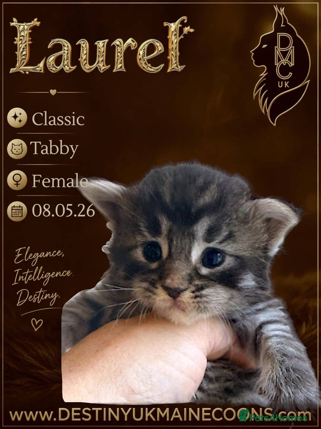Maine Coon cats for sale: Full Pedigree Maine Coon Kittens - Advert 2