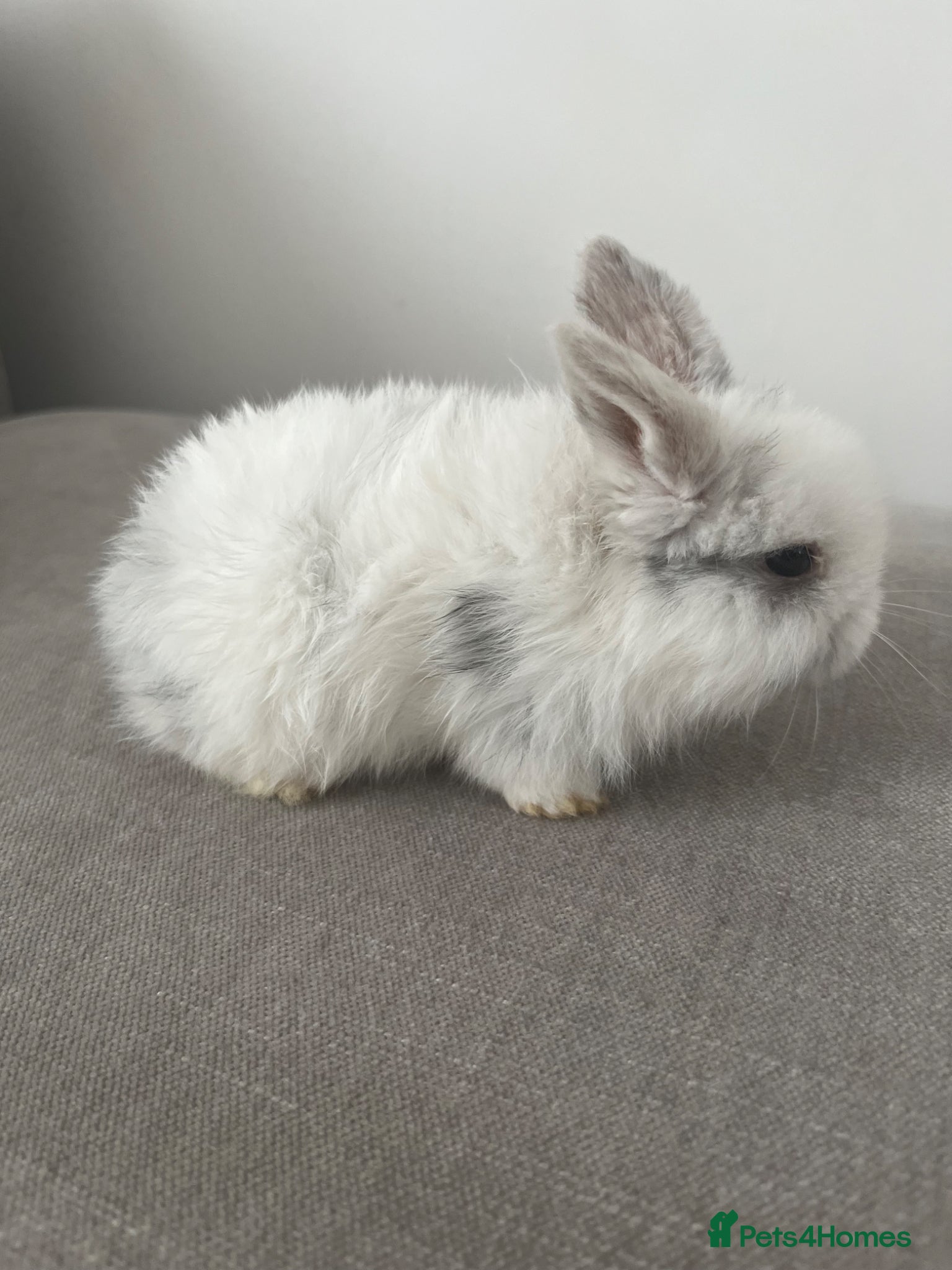 Mini Lop rabbits 🐰Pure Bred Mini Lop Female – Broken Blue White - Advert 2