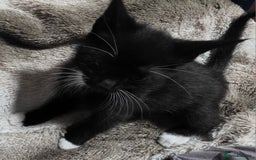 Mixed Breed cats for sale: Friendly playful kittens ready to find thier new  - Image 11