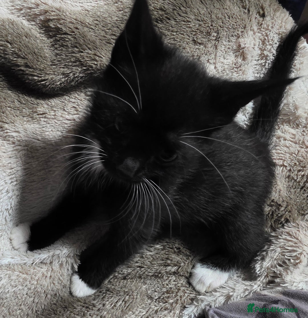 Mixed Breed cats for sale: Friendly playful kittens ready to find thier new  - Image 11