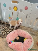 Beagle dogs - Advert 10