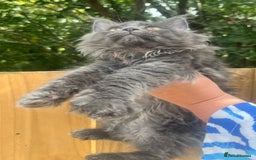 Maine Coon cats for sale: STUNNING MAINE COON SMOKE (tica activereg ) - Image 9