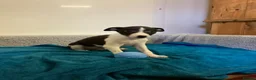 Whippet dogs for sale: Whippet  - Advert 8