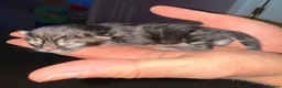 Bengal cats for sale: Bengal X Maine Coon Kittens  in Lyme Regis - Advert 2