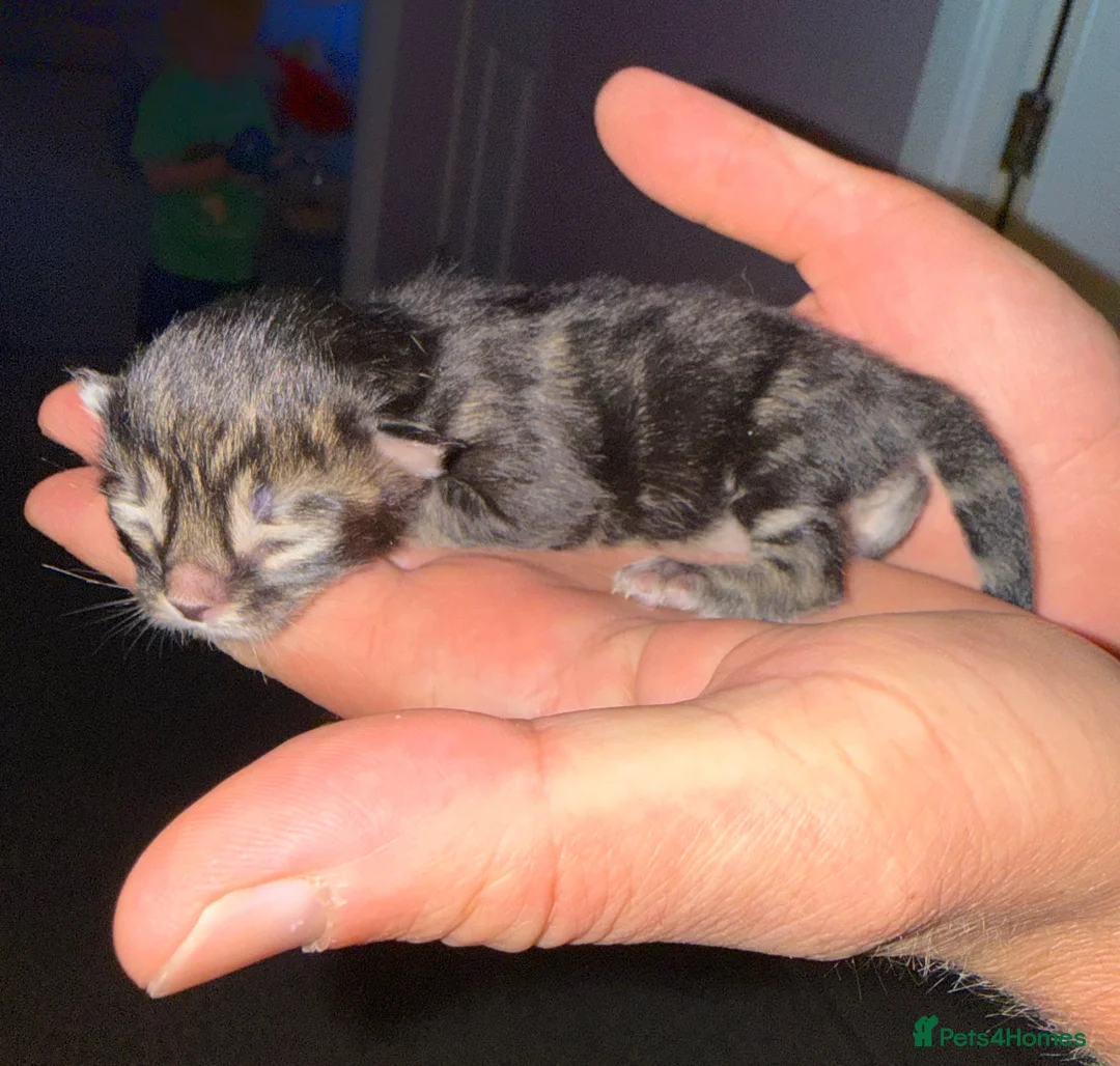 Bengal cats for sale: Bengal X Maine Coon Kittens  in Lyme Regis - Advert 2