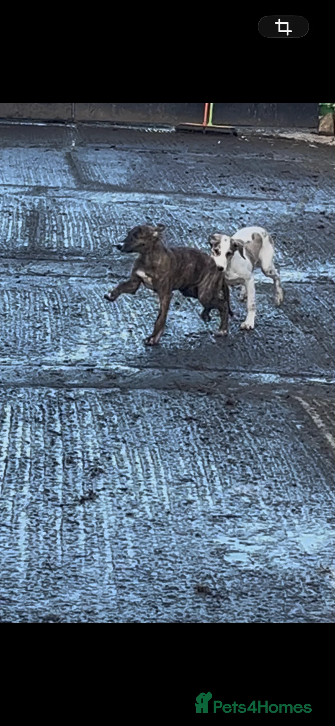 Lurcher dogs for sale: Lurcher puppies - Advert 3