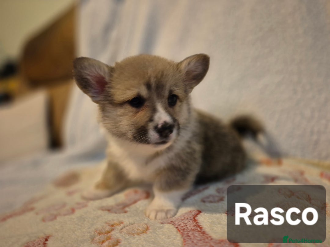 Welsh Corgi Pembroke dogs for sale: 8  Wales Pembroke Corgi puppy's - Advert 16