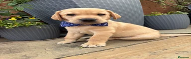 Labrador Retriever 3
