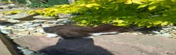 Mixed Breed cats for sale: Stunning kittens for sale  - Advert 5