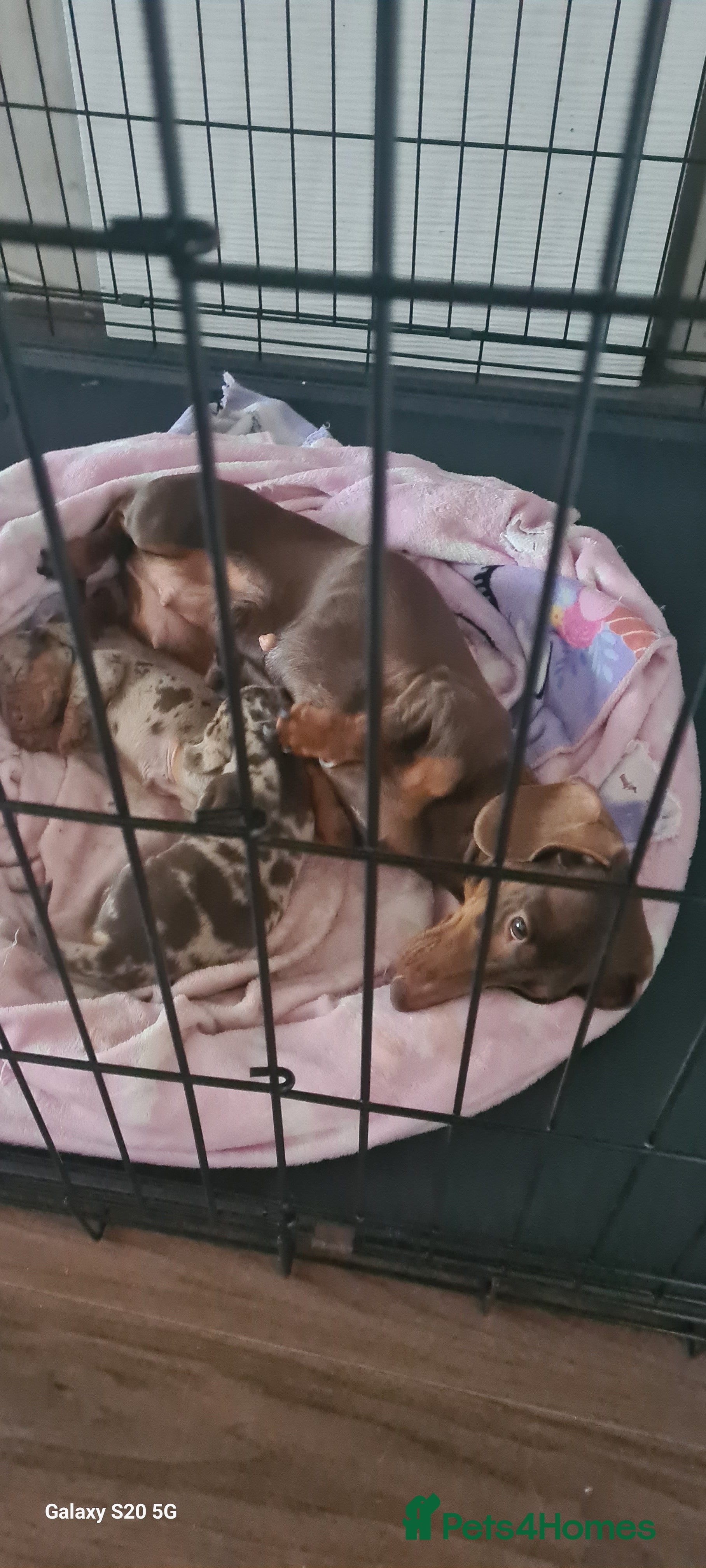 Miniature Dachshund dogs KC registered dapple miniature dachshunds  - Advert 1