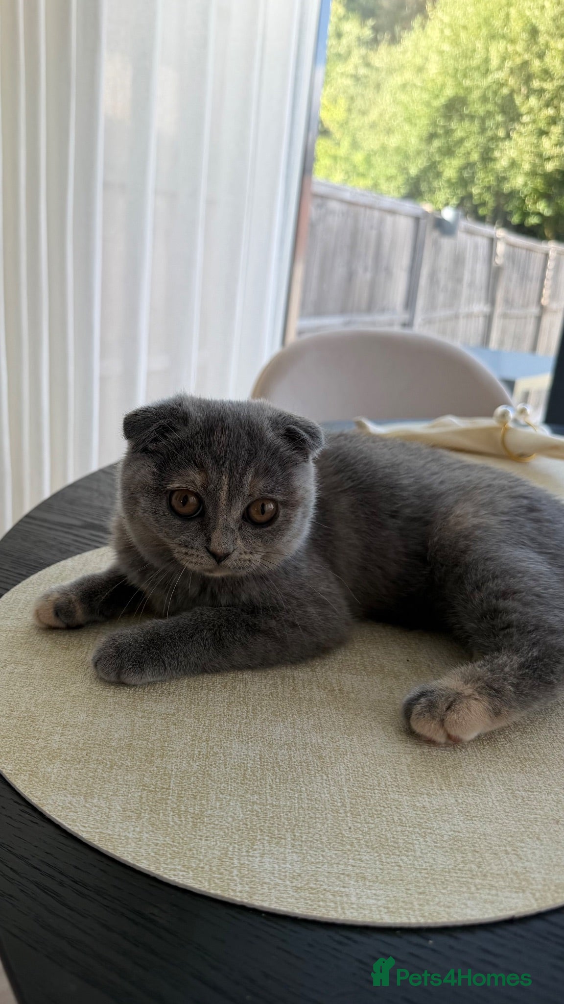 Mixed Breed cats BRITISH SHORTHAIR X SCOTTISH FOLD KITTEN - Advert 1