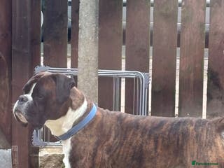 Boxer dogs Rocco in Bishop Auckland - Advert 3