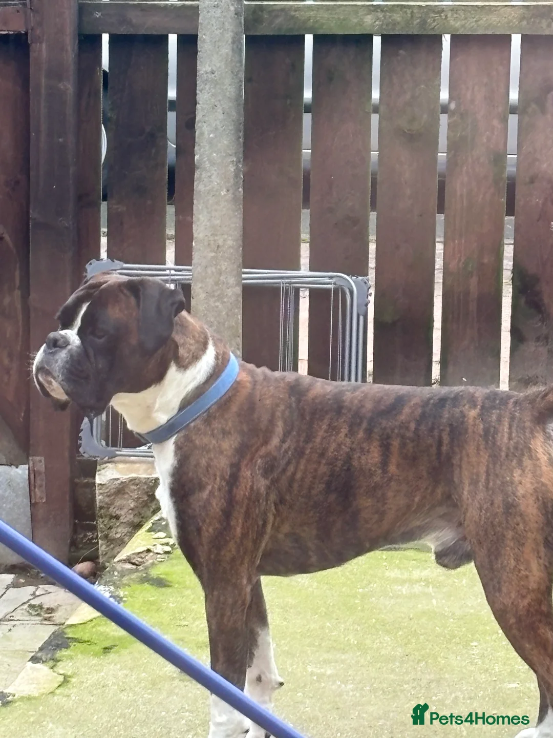 Boxer dogs for stud: Rocco in Bishop Auckland - Advert 1