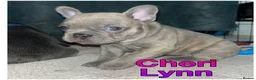 French Bulldog dogs for sale: Kc registered girl ready to go now - Advert 30