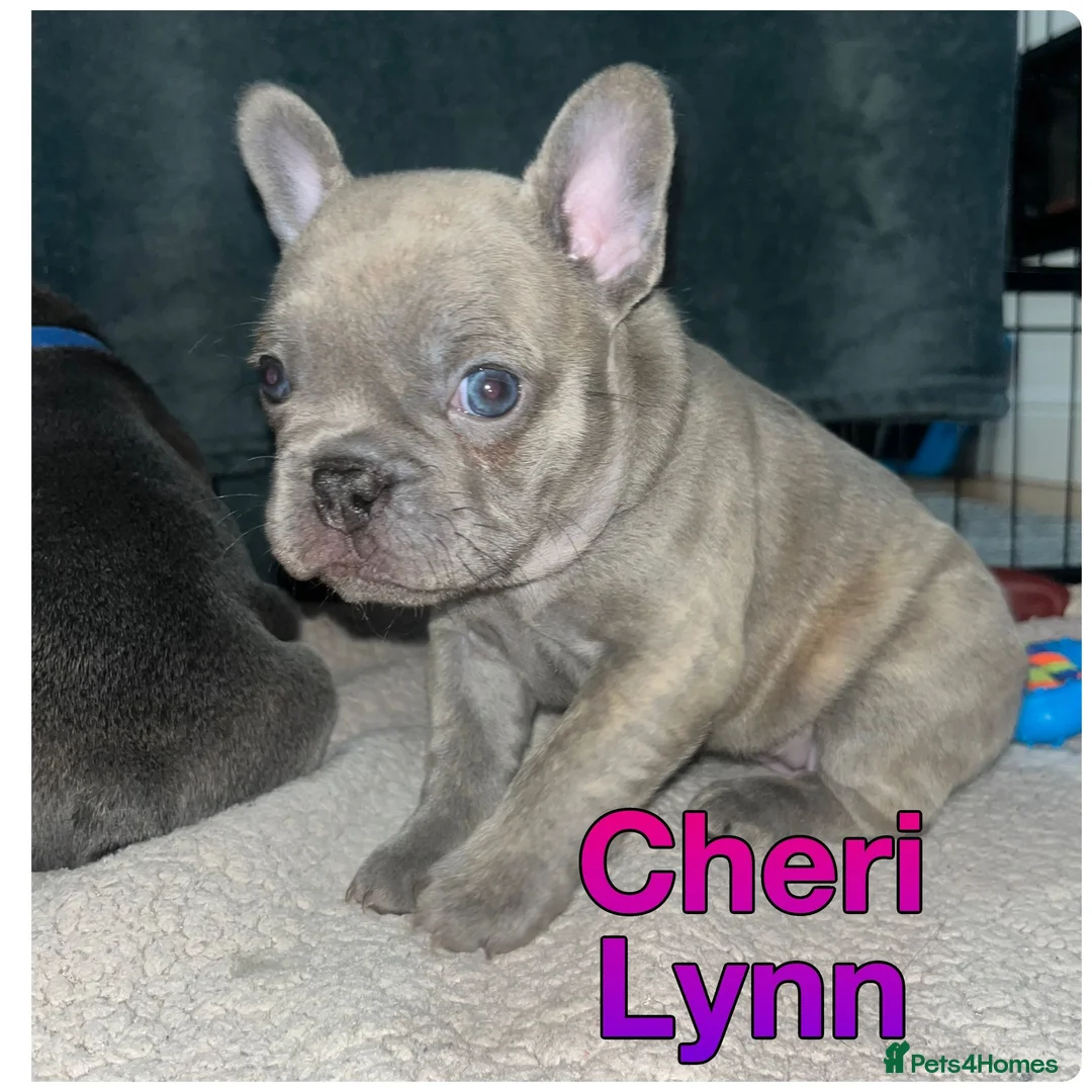 French Bulldog dogs for sale: Kc registered girl ready to go now - Advert 30