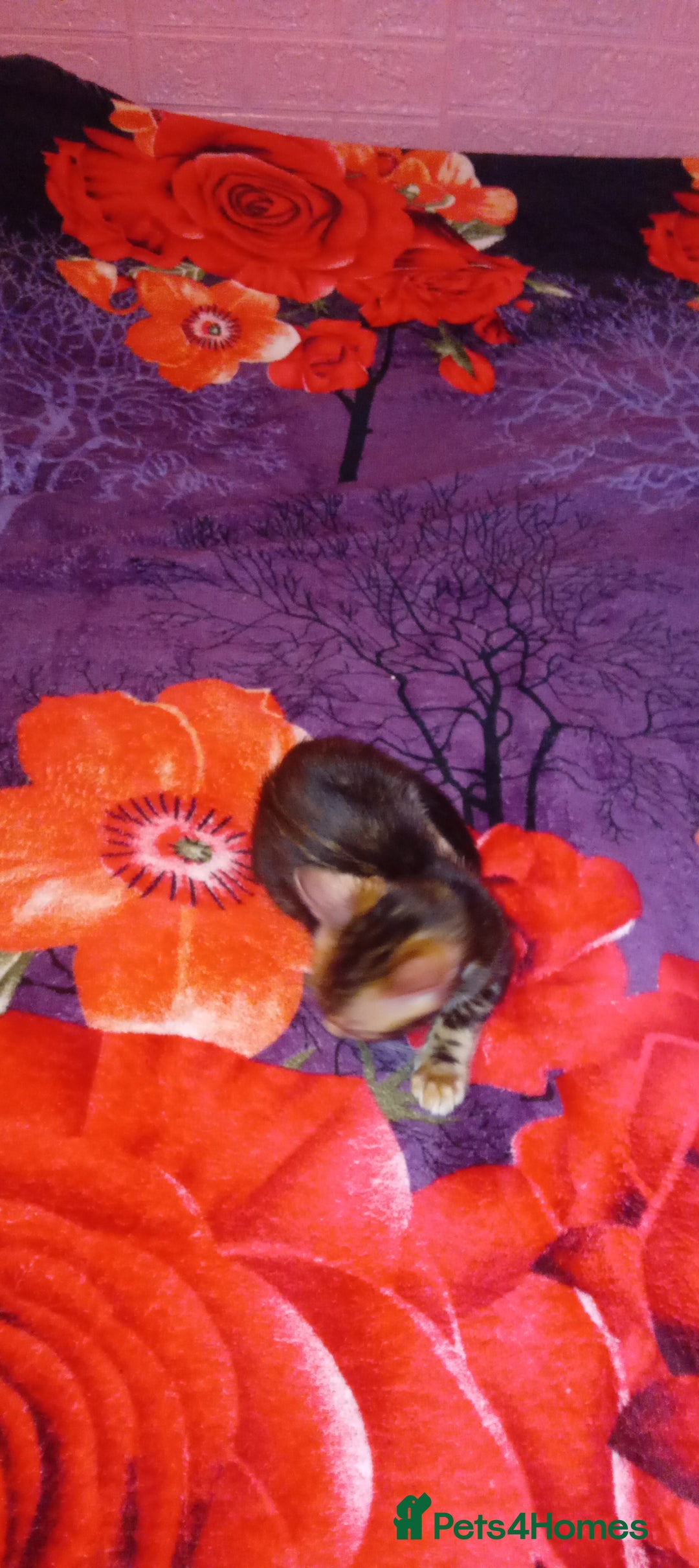 Bengal cats for sale: Pedigree Bengal Kittens - Image 28