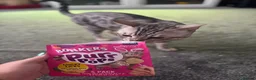 Bengal cats for stud: Juicy Jax for stud  - Advert 7