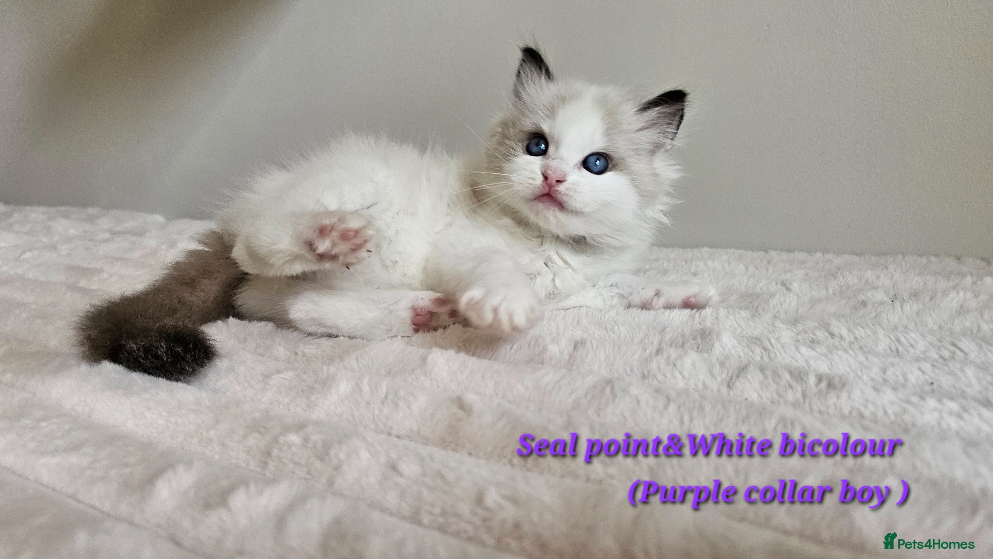 Ragdoll cats Stunning Ragdoll kittens GCCF Pet /Active  - Advert 2