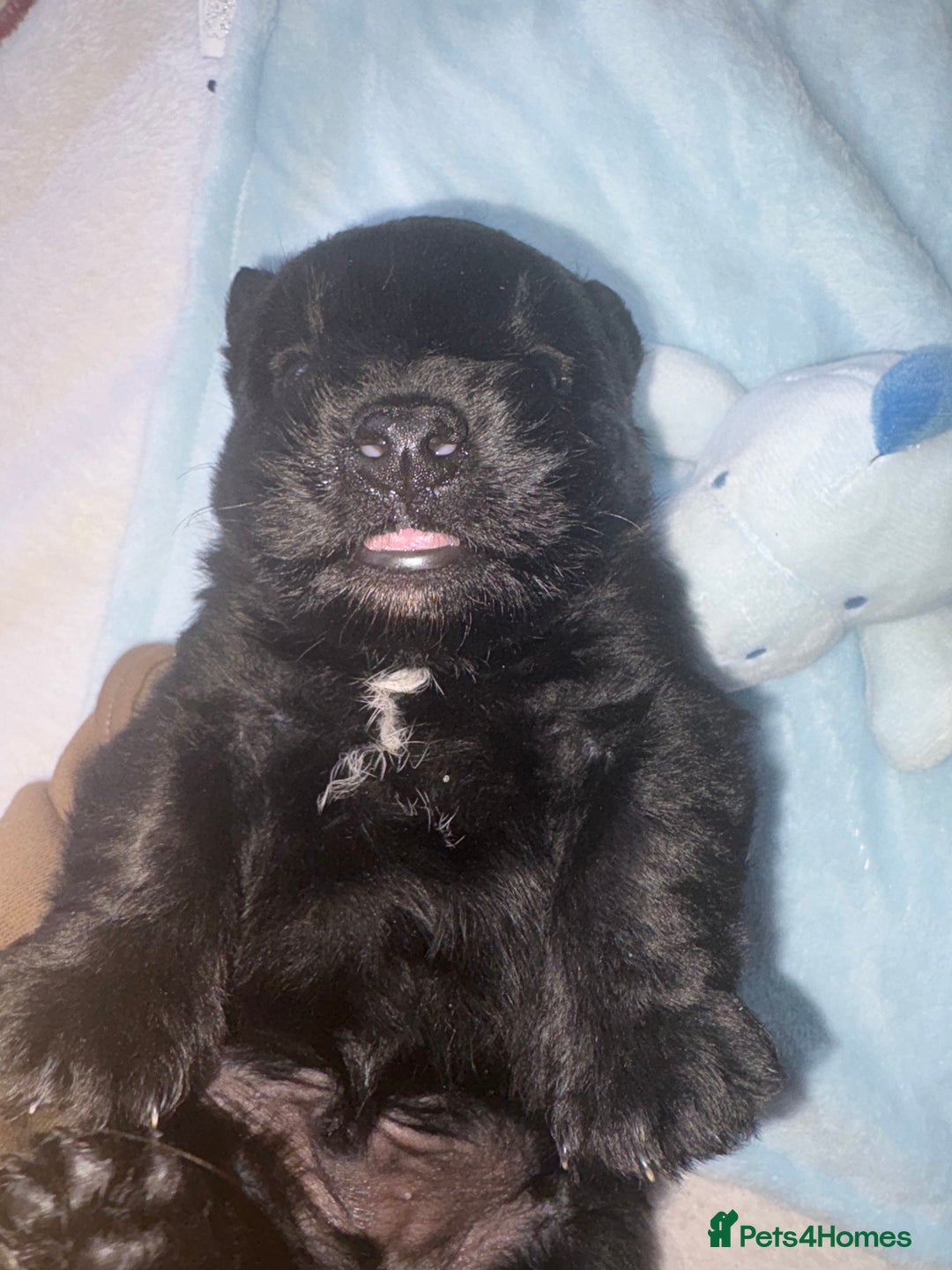 Scottish Terrier dogs for sale: Beautiful Scottish terrier puppy  - Advert 6