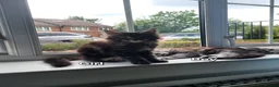 Maine Coon cats for sale: Pure breed maine coon kittens for sale  - Advert 6