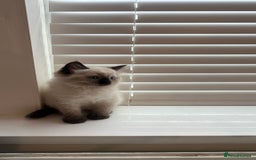 Ragdoll cats for sale: Friendly Ragdoll identical male kittens  - Image 8