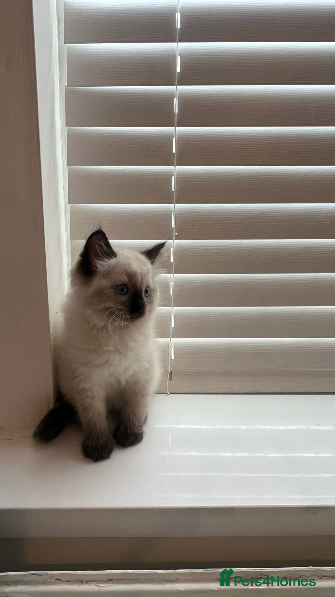 Ragdoll cats for sale: Friendly Ragdoll identical male kittens  - Image 8