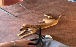 Mixed Breed dogs for sale: Mara - Doberman X Lurcher 7 month old girl - Image 24