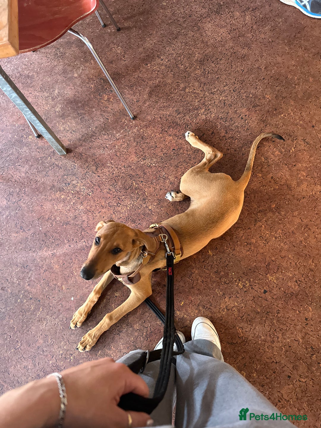 Mixed Breed dogs for sale: Mara - Doberman X Lurcher 7 month old girl - Image 24