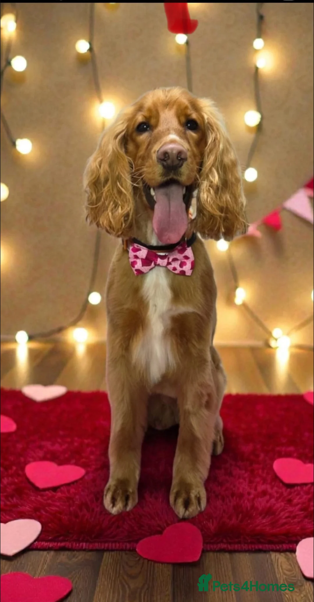 Cocker Spaniel dogs for sale: Golden cocker spaniel - Advert 7