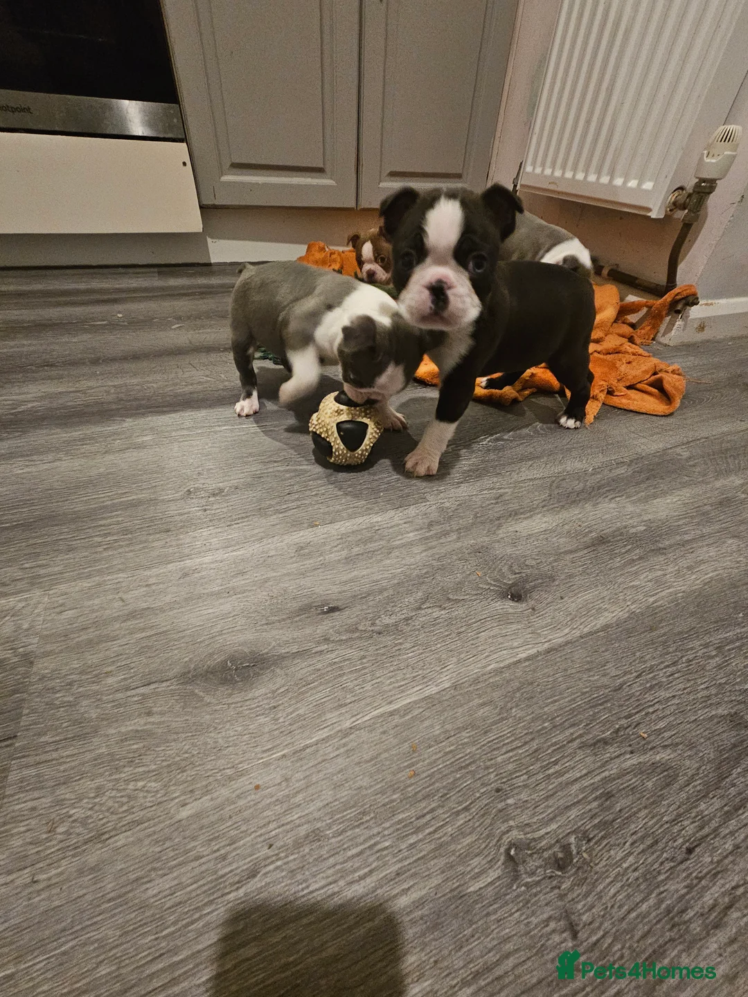 Boston Terrier dogs for sale: Stunning boston terrier puppies  - Advert 8