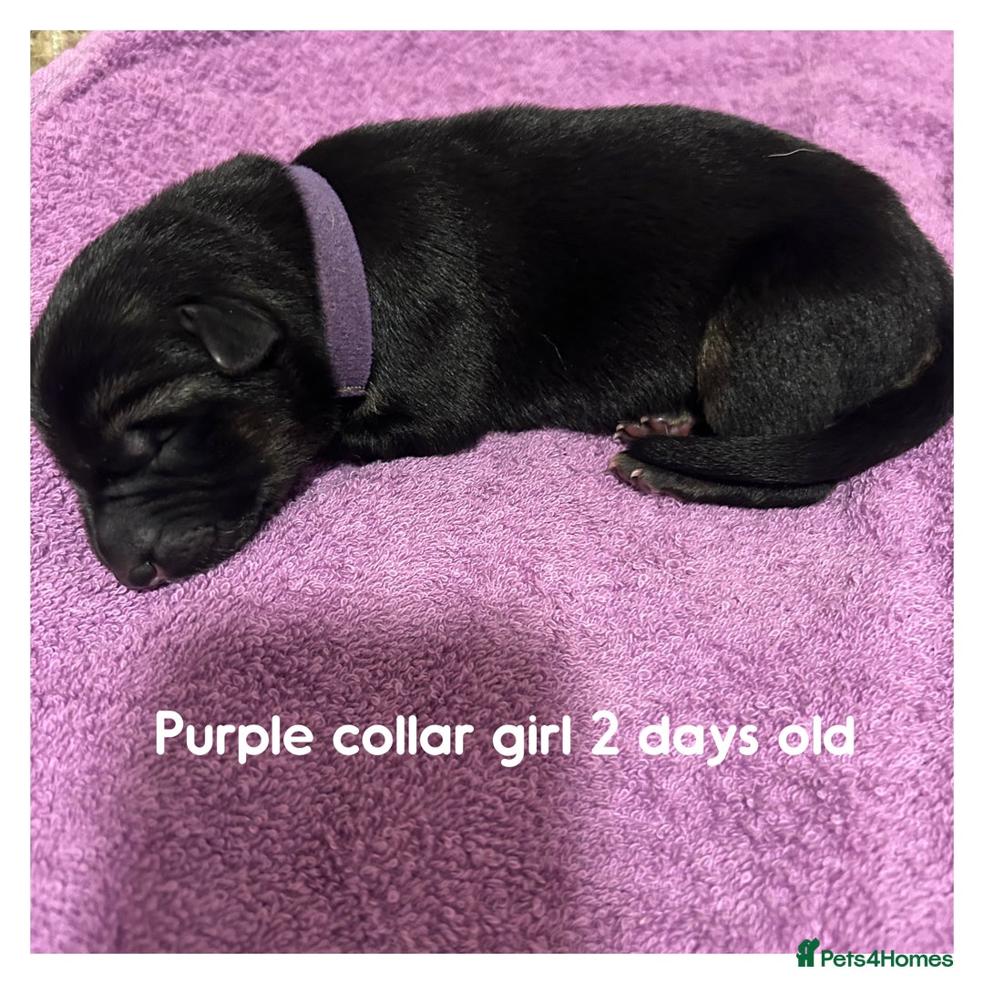 German Shepherd dogs for sale: German shepherd puppies  - Image 9