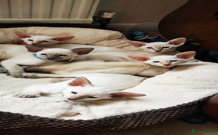 Siamese cats for sale - Advert 1