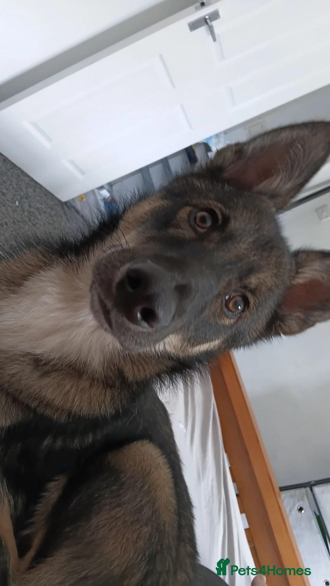 Shepsky dogs for sale: Shepsky 7 month puppy  in York - Advert 2