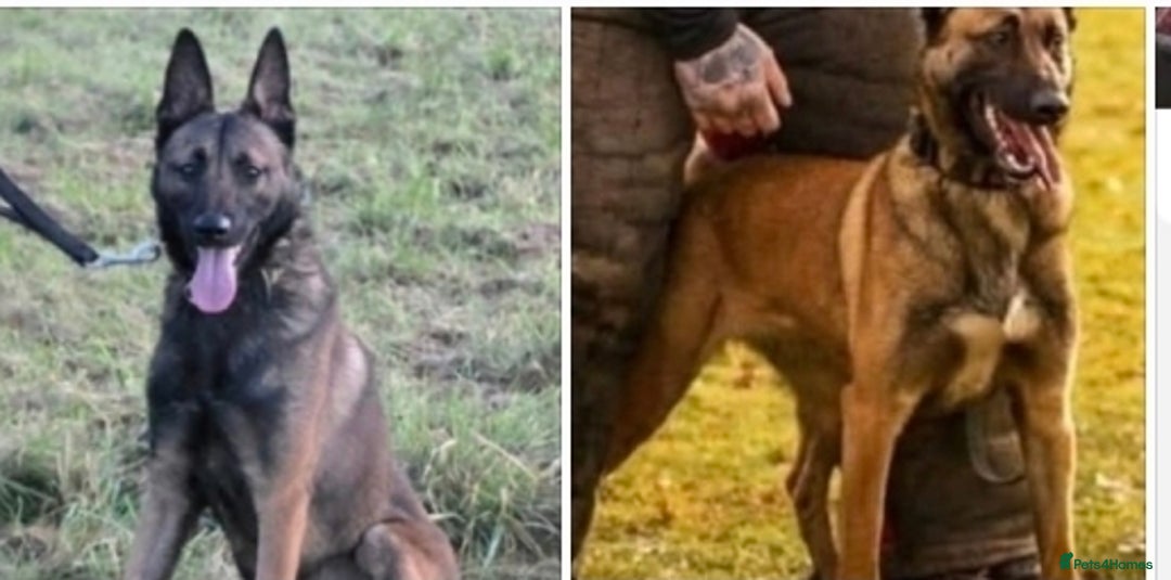 Belgian Shepherd Dog dogs for sale: Malinois Protection Dog - Advert 3