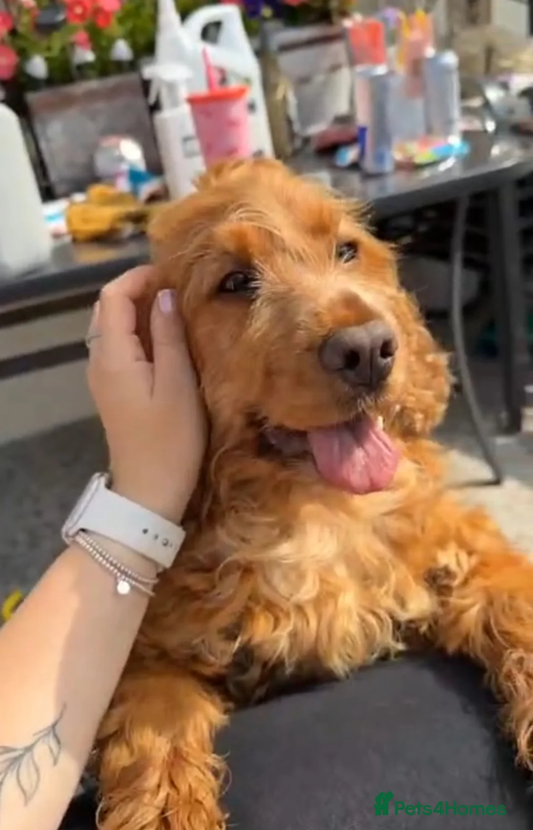 Cocker Spaniel dogs for sale: Show Cocker Spaniel  - Advert 1