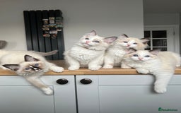 Ragdoll cats for sale: Registered Ragdoll kittens for sale - Image 17