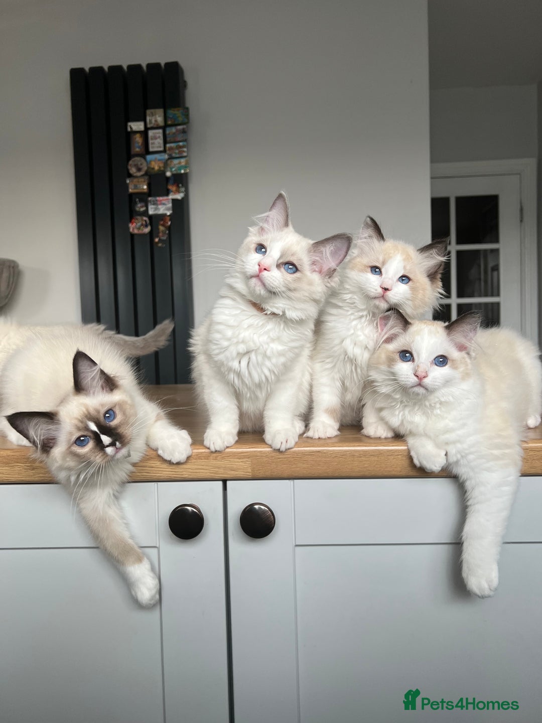Ragdoll cats for sale: Registered Ragdoll kittens for sale - Image 17