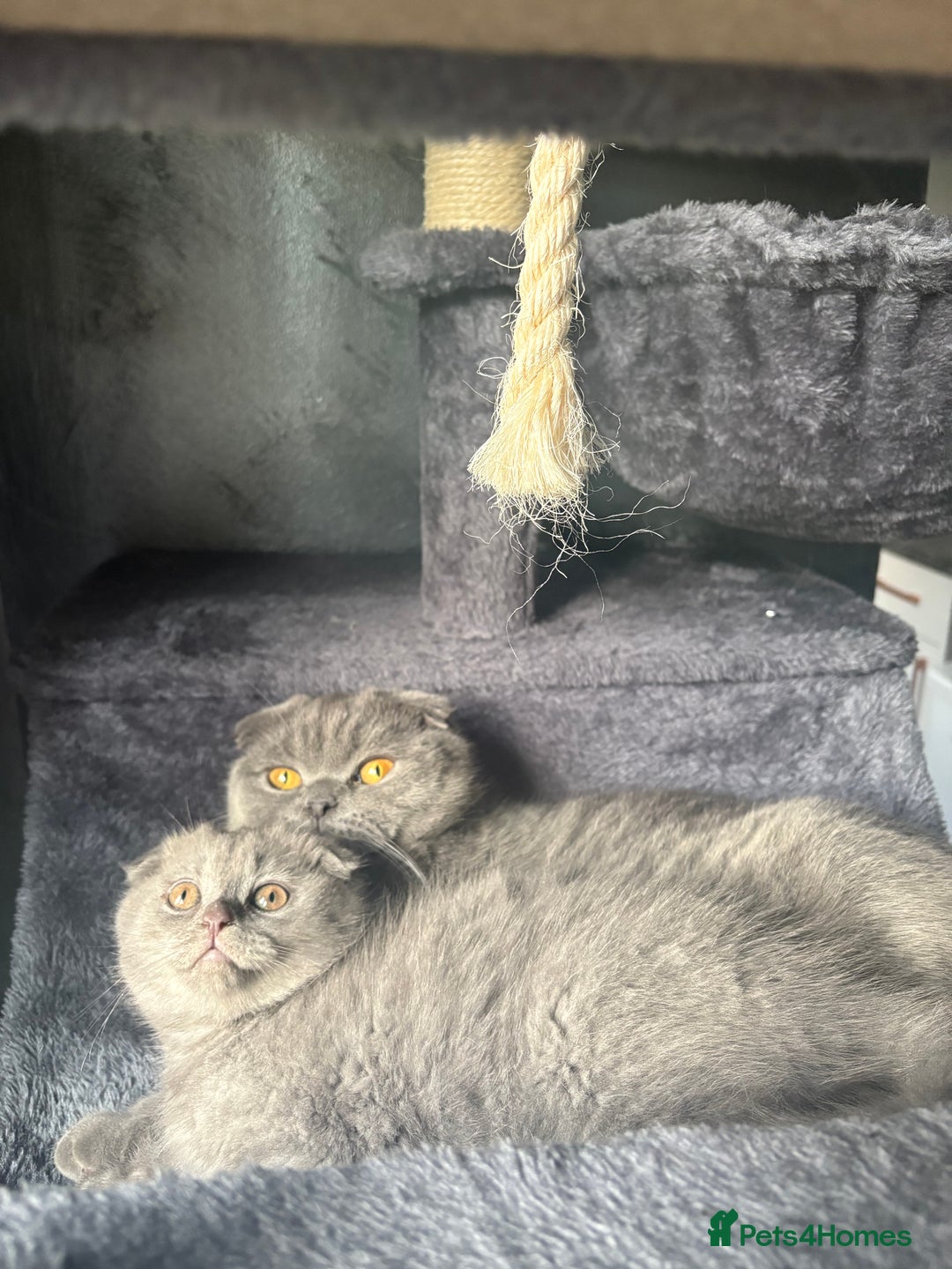 Scottish Fold cats for sale: Scottish Fold kitten - Advert 5