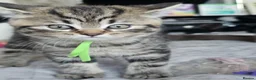 British Longhair cats for sale: BLH AND BSH kittens - Advert 33