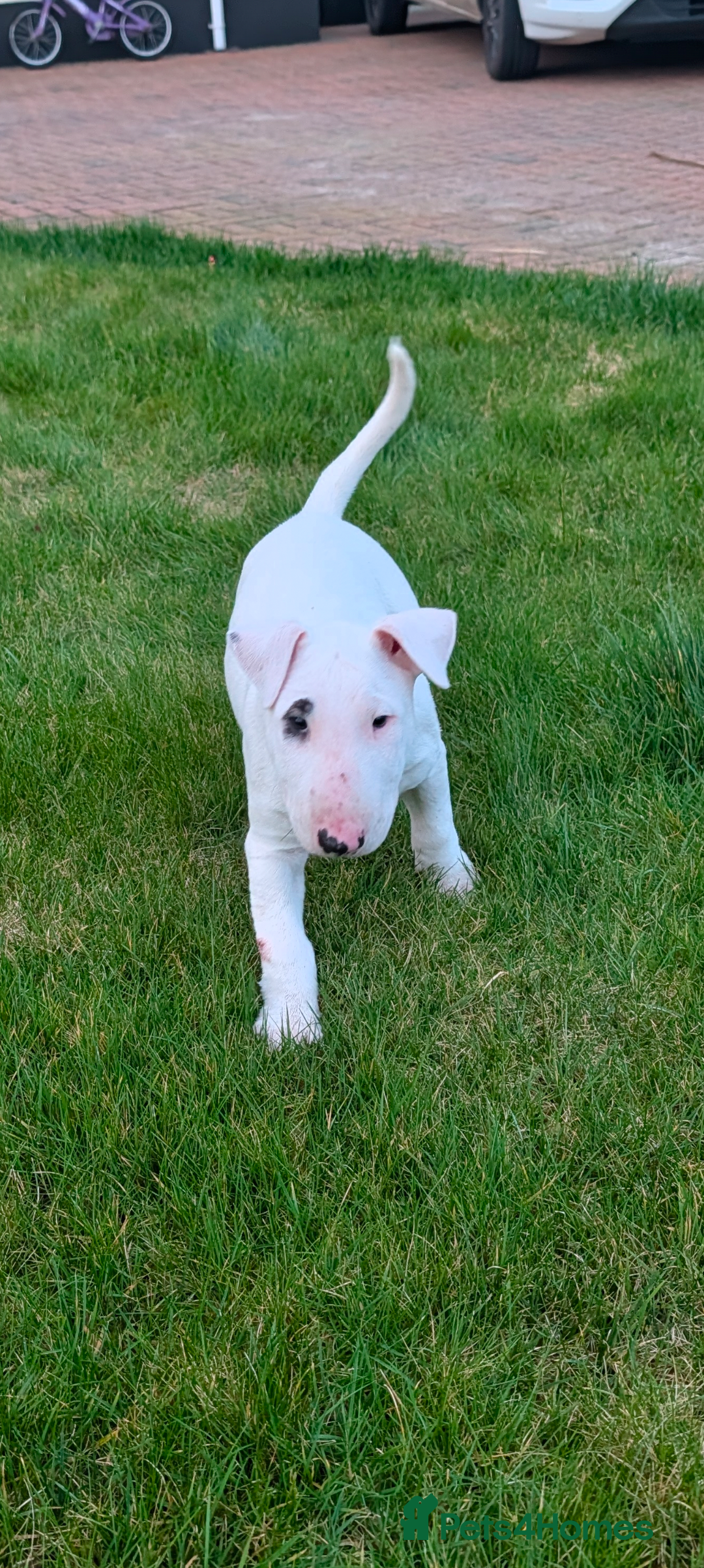 English Bull Terrier dogs English bull terrier pups - Advert 1
