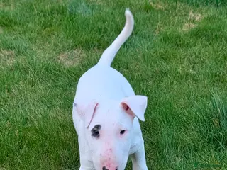 English Bull Terrier dogs English bull terrier pups - Advert 3