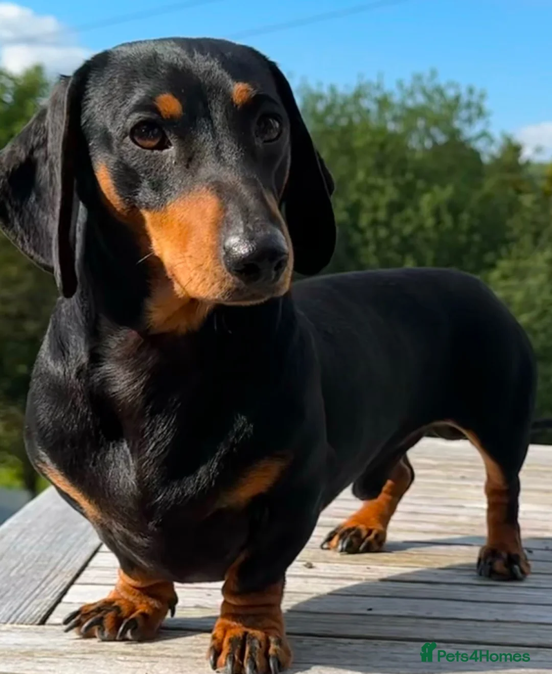 Miniature Dachshund dogs for stud: KC Pra clear Black & Tan at stud 4.6kg in Corwen - Advert 2