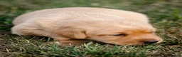 Labrador Retriever dogs for sale: Elite Litter: KC Registered Fox Red Labrador Pups - Advert 6