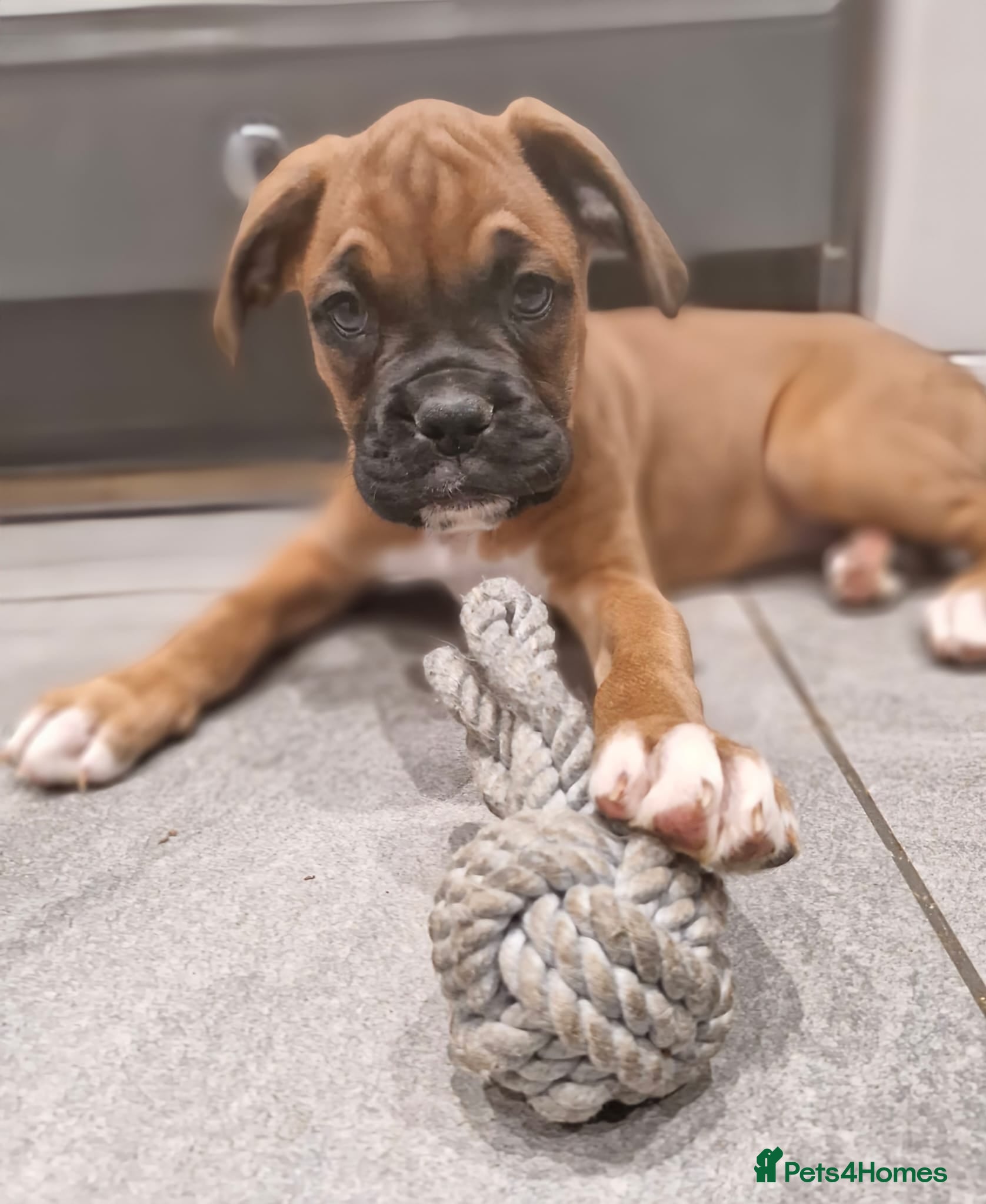 Boxer dogs Beautiful Pedigree Boxer Pups - Advert 6