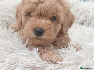 Cavapoochon dogs Last 1 remaining - Toy Cavapoochon Red - Advert 2