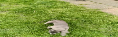 Whippet Puppy 1