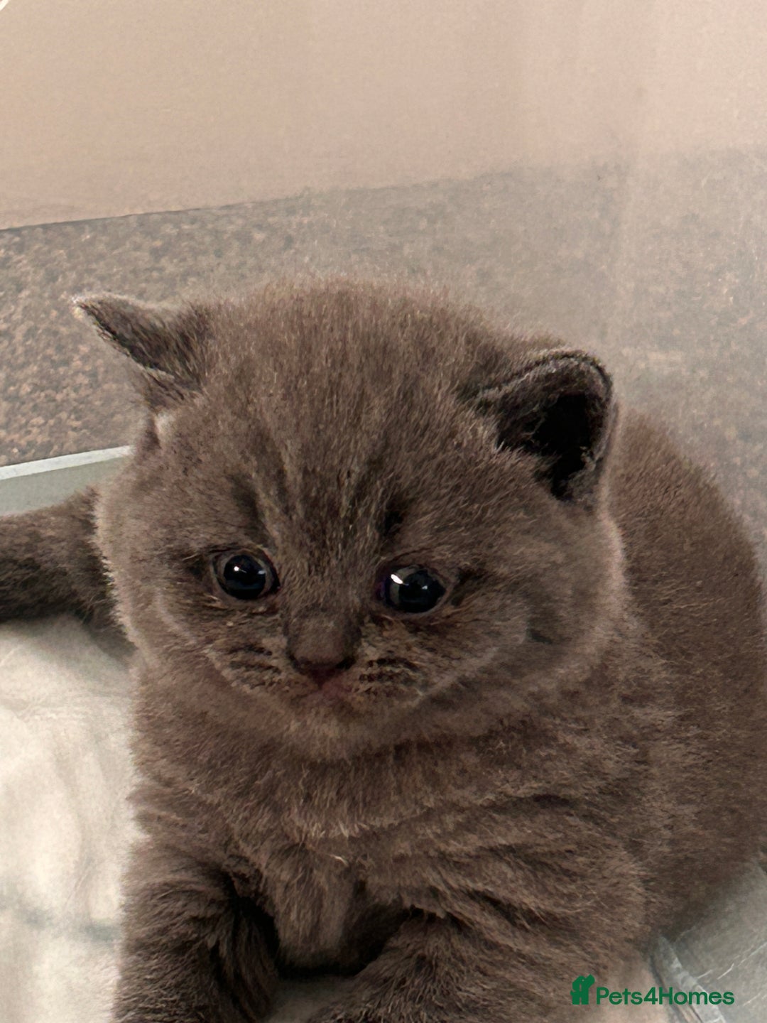 British Shorthair cats for sale: British short hair - Image 2