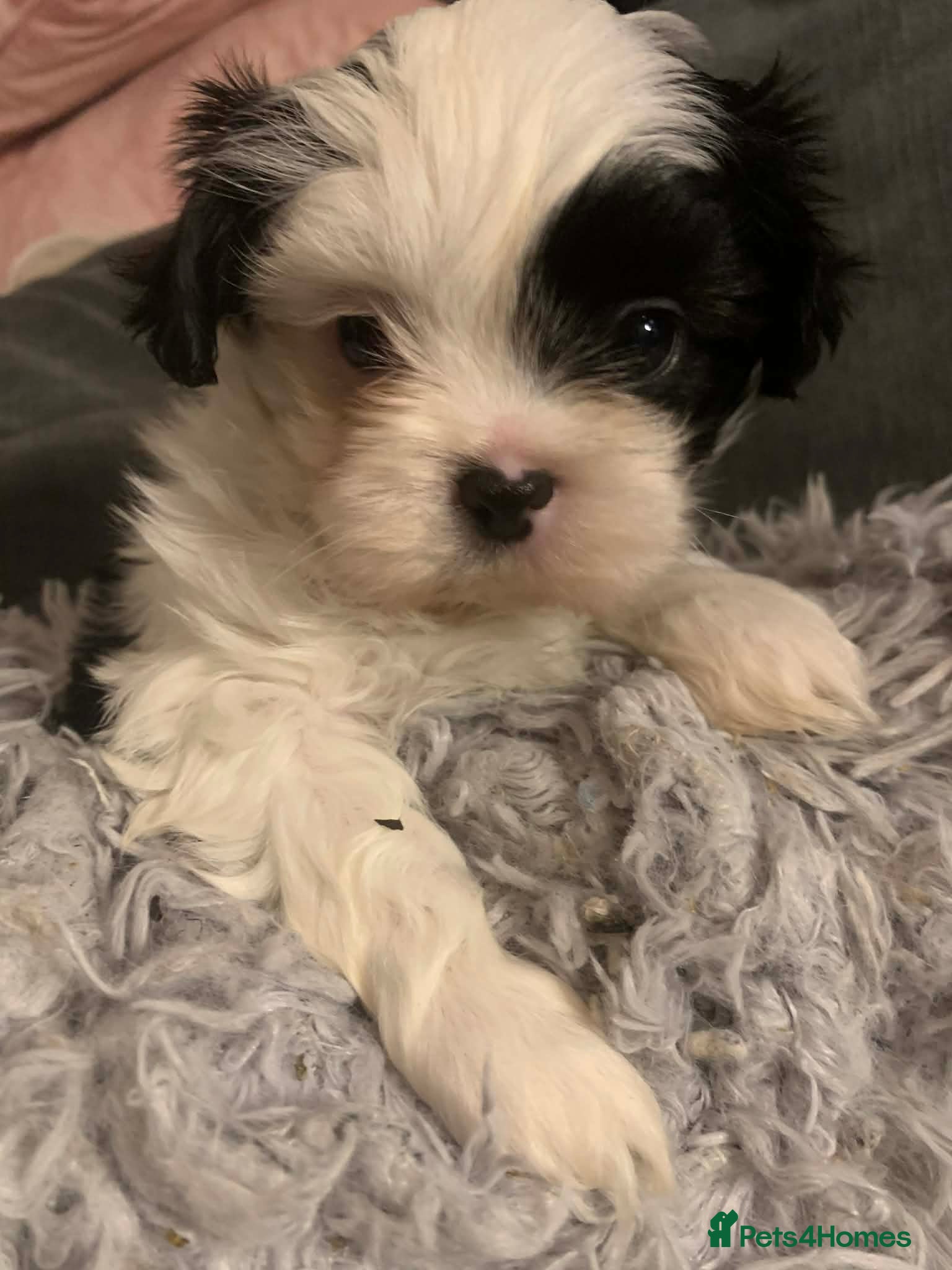 Shih Tzu dogs Gorgeous litter Shih tzu’s - Advert 2