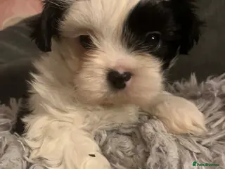 Shih Tzu dogs Gorgeous litter Shih tzu’s - Advert 5